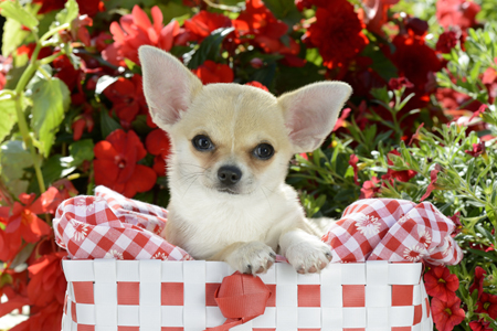 Basket Dog