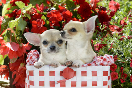 Dogs in Basket DP963.