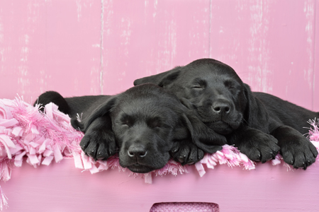 Sleeping Dogs Pink Background