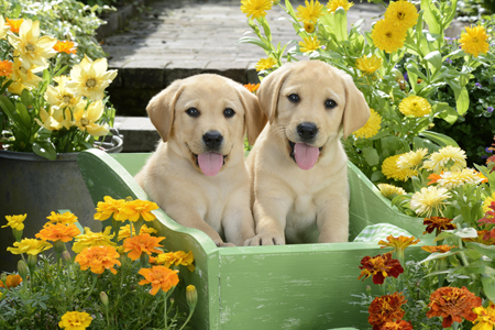 Two dogs in Flower Garden