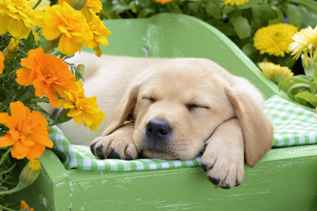 Sleeping Dog with Flowers DP974