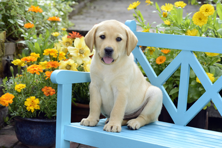 Dog on Blue Bench DP975