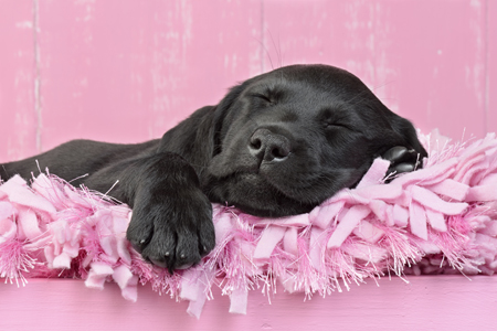 Black Dog Sleeping Pink Background DP977