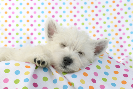 Dog Sleeping Dotted Blanket DP980