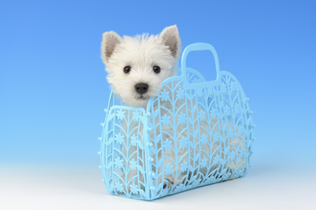 Dog inside plastic basket DP981