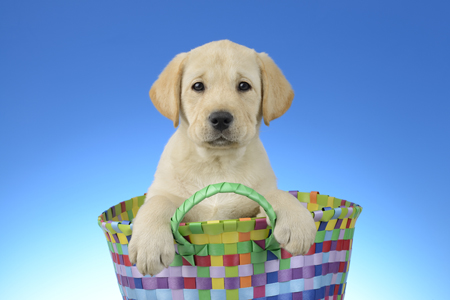 Dog in Colourful Basket 2 DP994