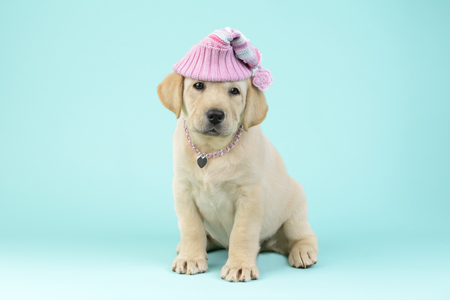 Dog with woollen hat DP995