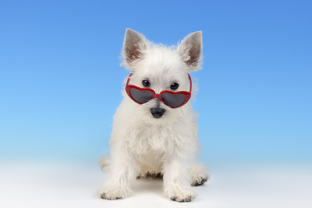 Dog with Heart Sunglasses DP998