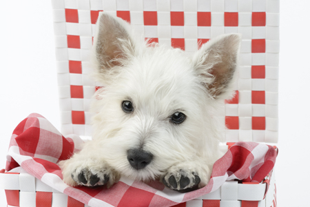 Dog Close-up