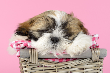 Dog Basket Pink Background DP1002