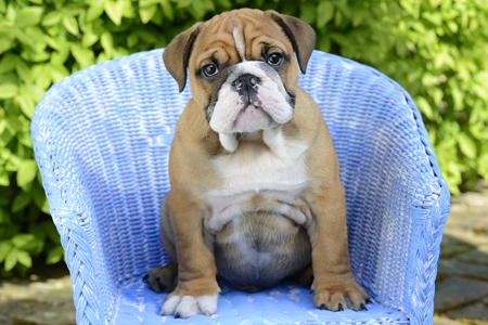 Bulldog Sitting DP1004.jpg