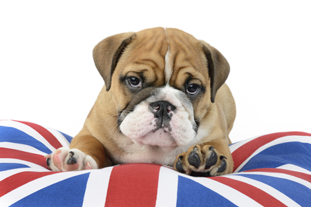 Bulldog British Cushion DP1006