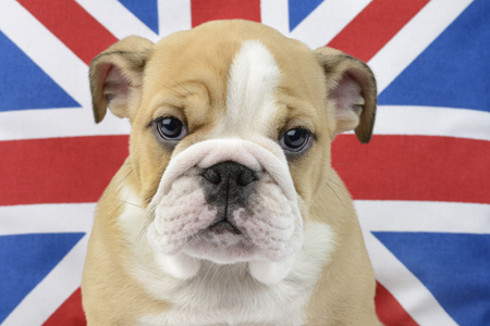 Bullldog British Flag DP1007