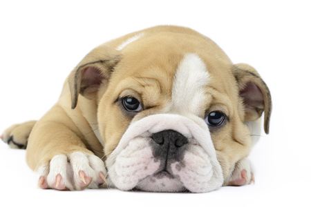 Bulldog White Background