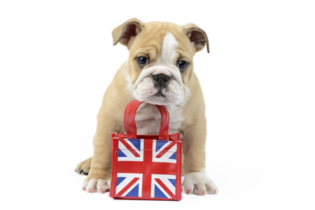 Bulldog British Bag DP1009