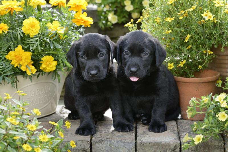 Black Puppies with Plants DP1047