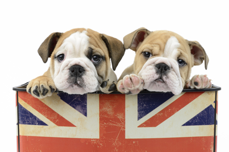 Puppies in British Box DP1010