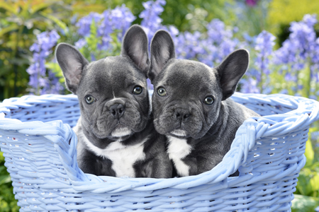 Puppies with big Ears DP1012