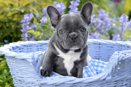 Single Puppy with big ears