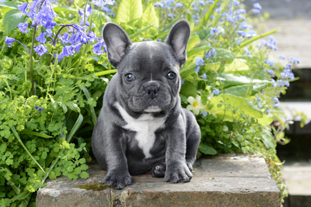 Big Eared Puppy with Plant