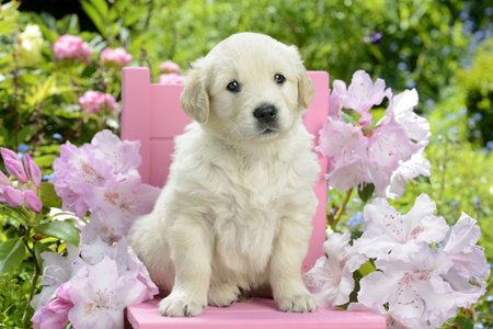 Dog on Pink Chair DP1018