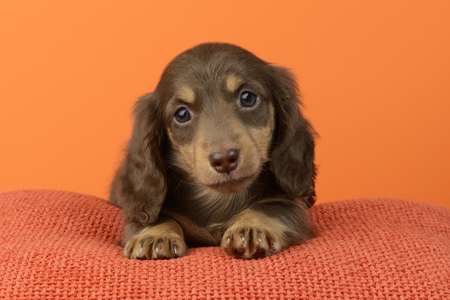 Dog Orange Background DP1021