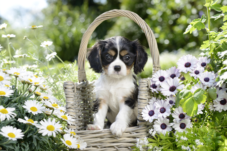 Basket Dog in Flower Garden DP1024