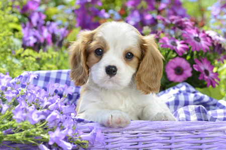 Dog Purple Flowers DP1025