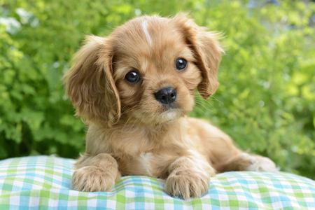 Dog with plants in the Background DP1027