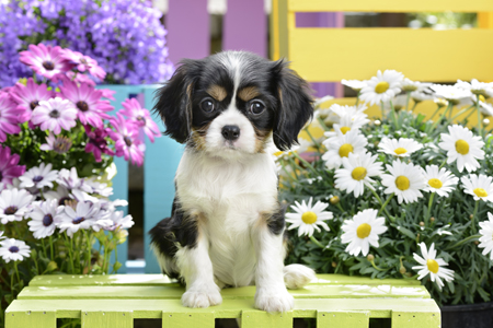 Dog on Stool with Flowers DP1028