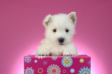 Dog and Pink Gift Box DP1029