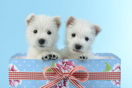 Two dogs in Gift Box DP1030