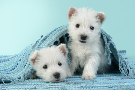 Two dogs under Blue Rug DP1032