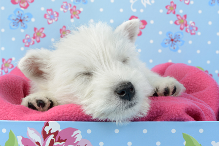 Dog Sleeping Blue Gift Box DP1033