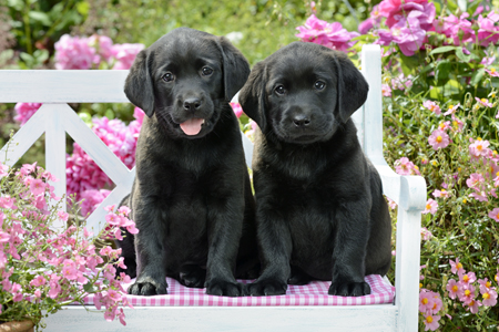 Black Dogs on White Bench DP1034