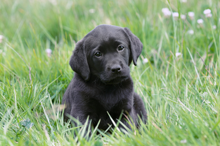 Black dog in Green Field DP1035