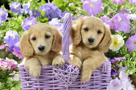 Dogs in Purple Basket DP1038