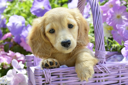 Single Dog in Purple Basket DP1039