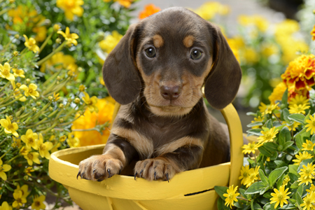 Puppy in Yellow Basket DP1040