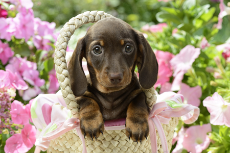 Puppy in Yellow Basket DP1040