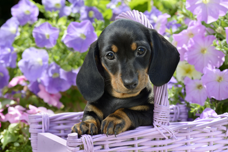 Puppy in Purple Basket DP1042