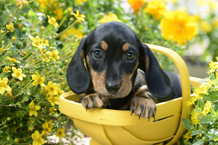 Puppy in Yellow Basket