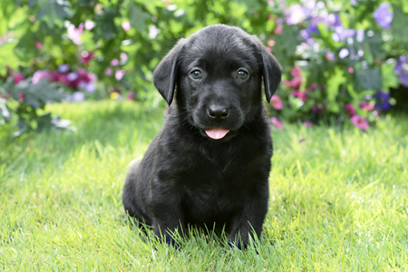 Black Puppy in Garden DP1044