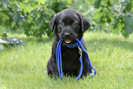 Black Puppy in Garden 2 DP1045