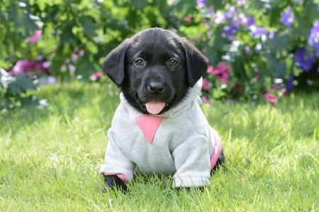 Dressed up Puppy DP1046