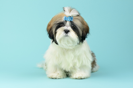 Dog with Blue Background DP969