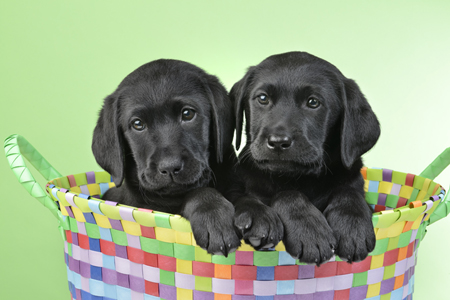 Dogs in Colourful Basket DP971