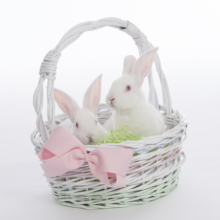 Bunnies in Basket