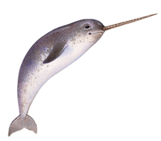Narval