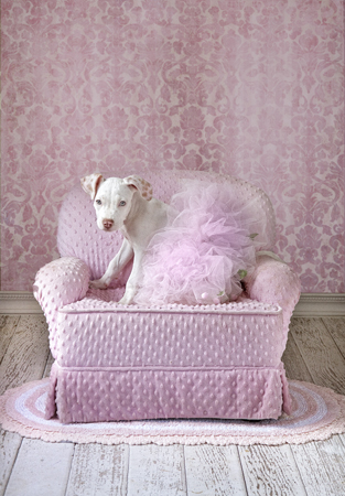 Tutu Dog